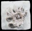 Crinoid (Agaricocrinus) Fossil - Crawfordsville, Indiana #78291-1